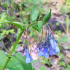 Trumpet bluebells