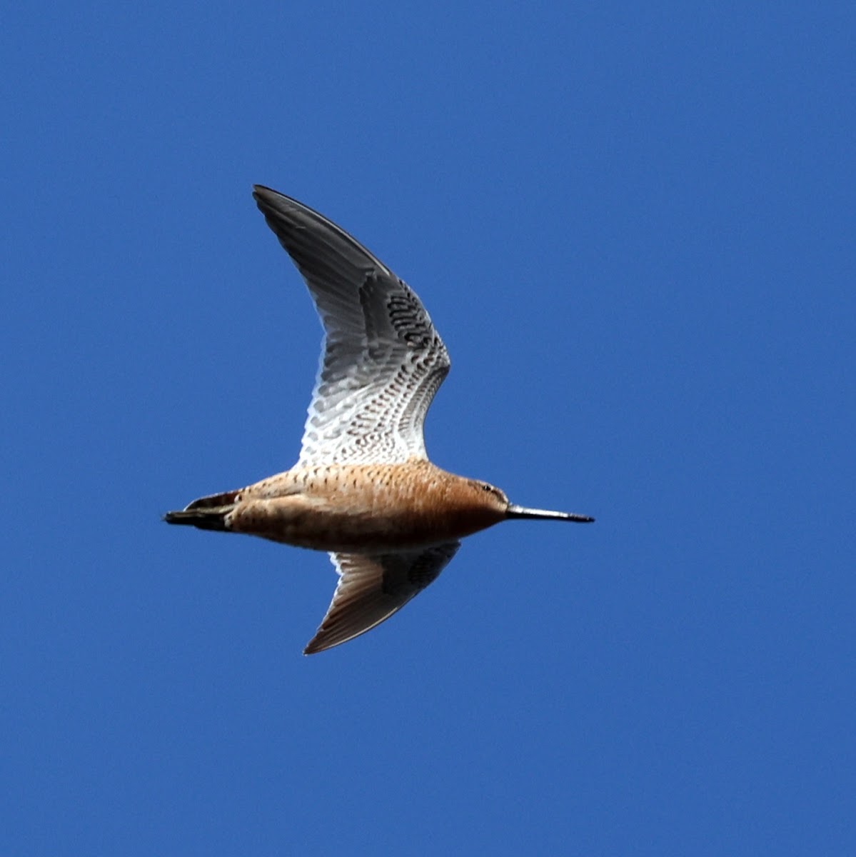 Short-billed Dowitcher (In Flight)