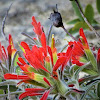 Indian Paintbrush