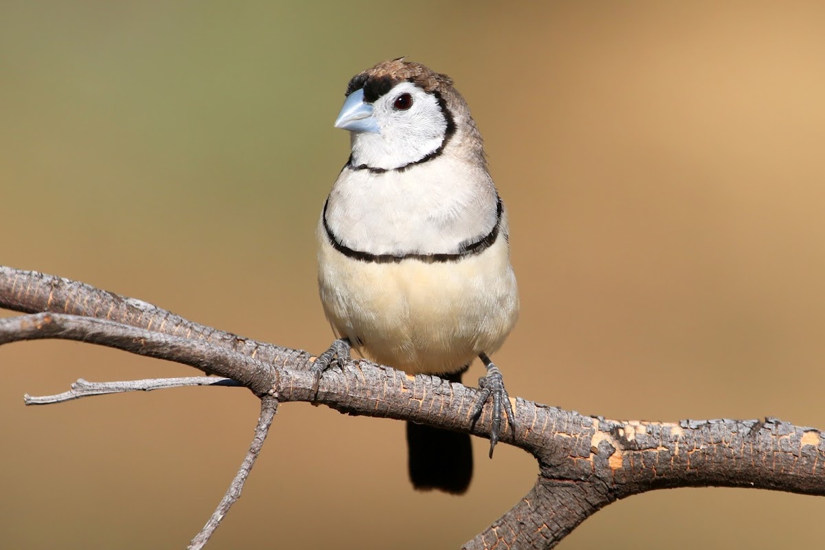 Double-barred Finch