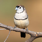 Double-barred Finch