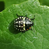 Southern green shield bug (3rd instar)