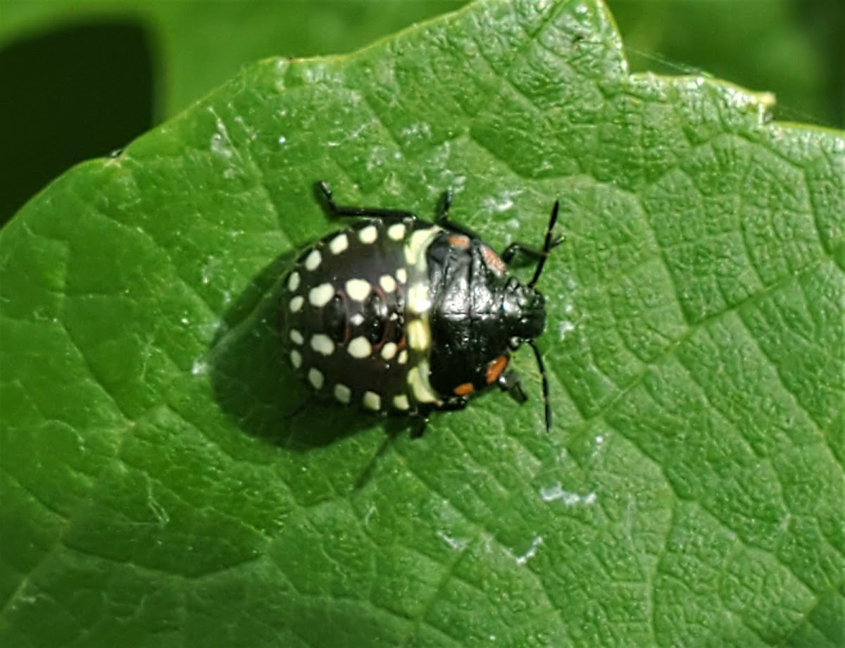 Southern green shield bug (3rd instar)