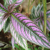 Persian shield