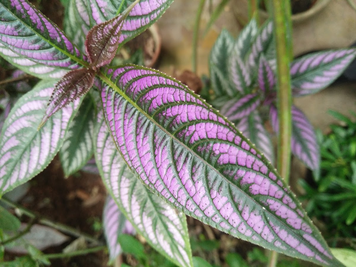 Persian shield