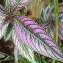 Persian shield