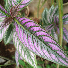 Persian shield