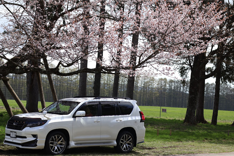 ランドクルーザープラドの二十間道路桜並木・プラド好きと繋がりたい・ローダウンSUV・ランドクルーザープラド・GWに関するカスタム事例の投稿画像2枚目