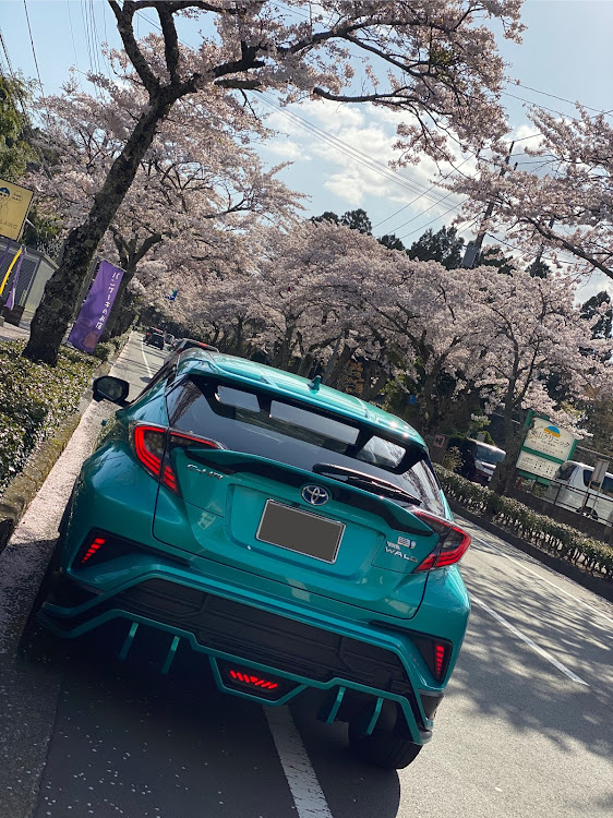 C-HRのC-HR・ラディアントグリーンメタリック・桜・夜桜に関するカスタム事例の投稿画像3枚目