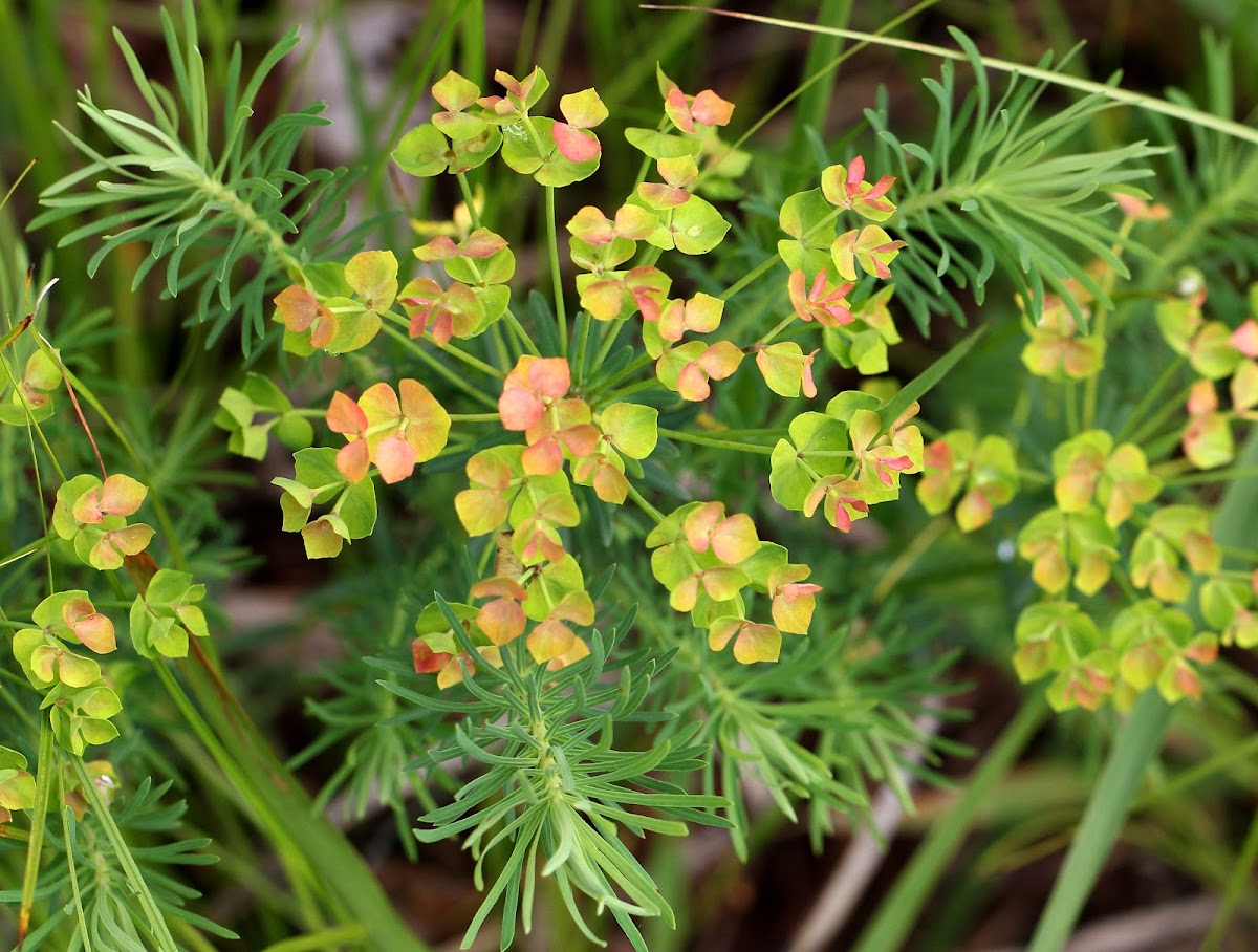 Cypress Spurge