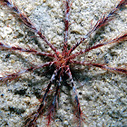 Antedon bifida