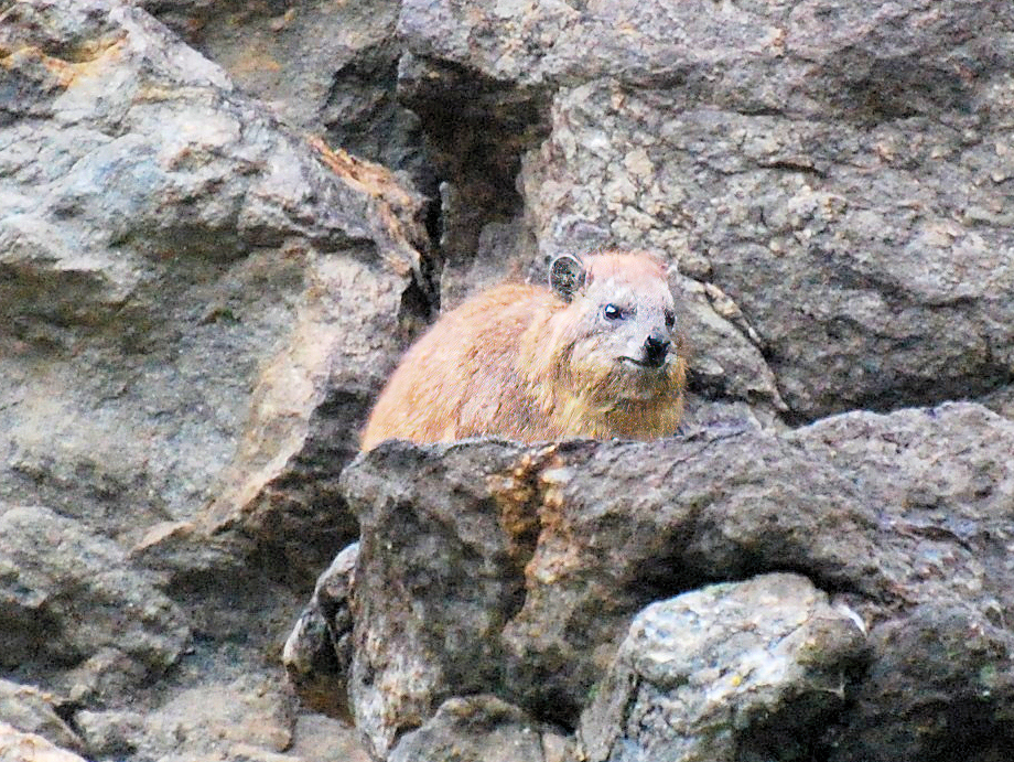 Rock Hyrax