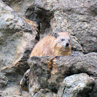 Rock Hyrax