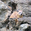 Rock Hyrax