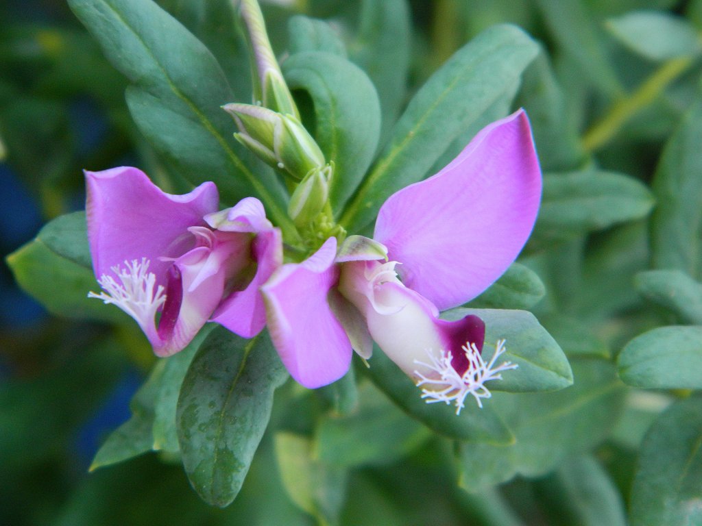 Myrtle-leaf milkwort