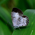 COMMON HEDGE BLUE