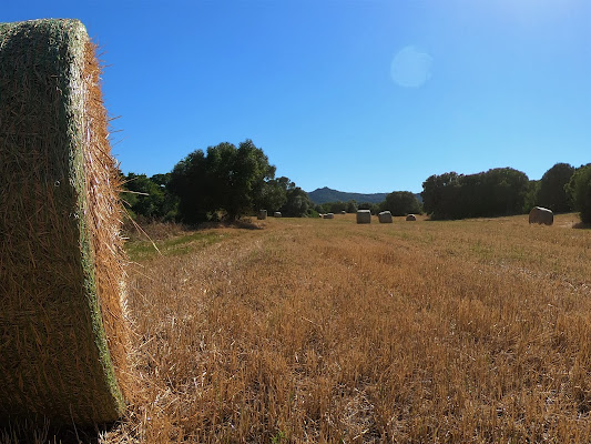 Circular summer food di LucaLP