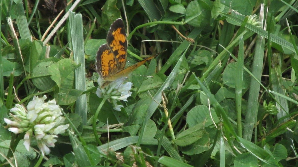 Pearl Crescent Butterfly