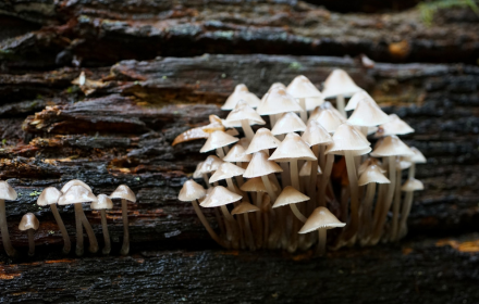 Mushrooms grow small promo image