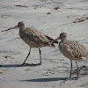 Marbled Godwit