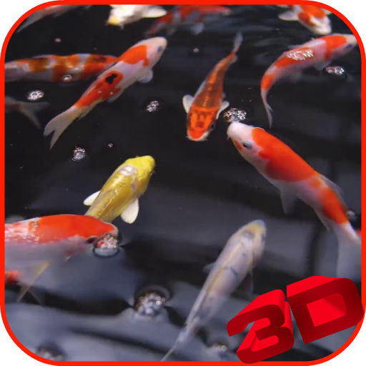 12 Gambar Wallpaper Ikan Koi Gani Gambar