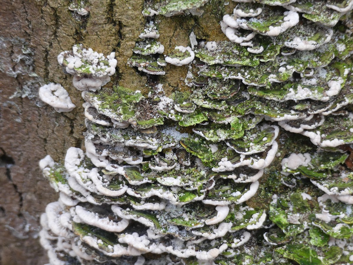 Many-zoned Polypore