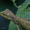 green crested lizard