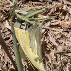 Small White