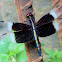 The pied paddy skimmer ♂