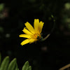 Mountain arnica