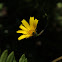 Mountain arnica