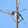 White-bellied Drongo