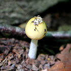 Amanita Mushroom