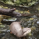 River otter