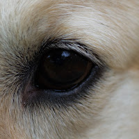 Dog's eye di 