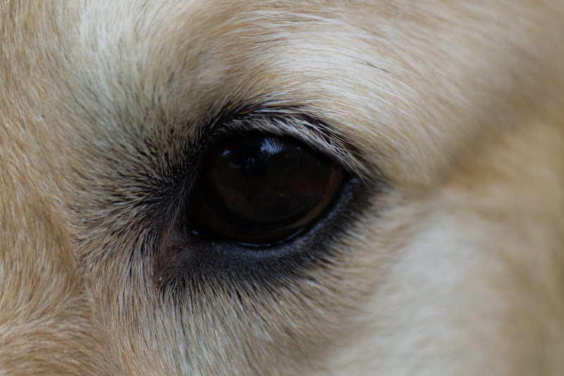 Dog's eye di BlackPuffin