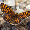 The heath fritillary