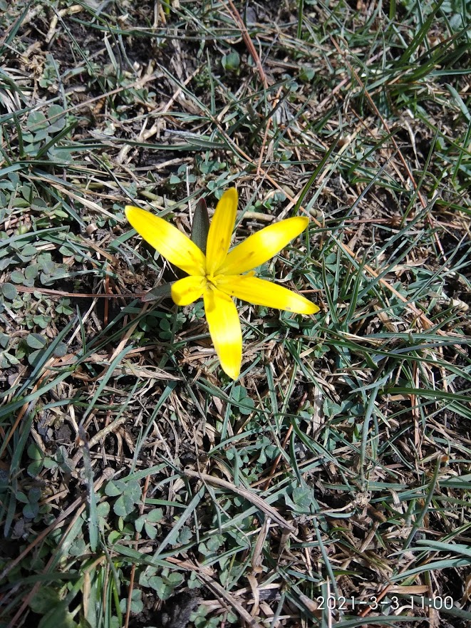 Yellow Crocus