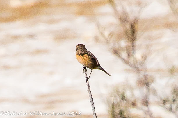 Stonechat; Tarabilla Común