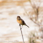 Stonechat; Tarabilla Común