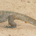 Bengal Monitor Lizard, Sri Lankan Land Monitor lizard, common Indian monitor