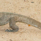 Bengal Monitor Lizard, Sri Lankan Land Monitor lizard, common Indian monitor