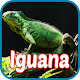 Download Iguana Wallpapers For PC Windows and Mac