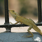 Oriental Garden Lizard