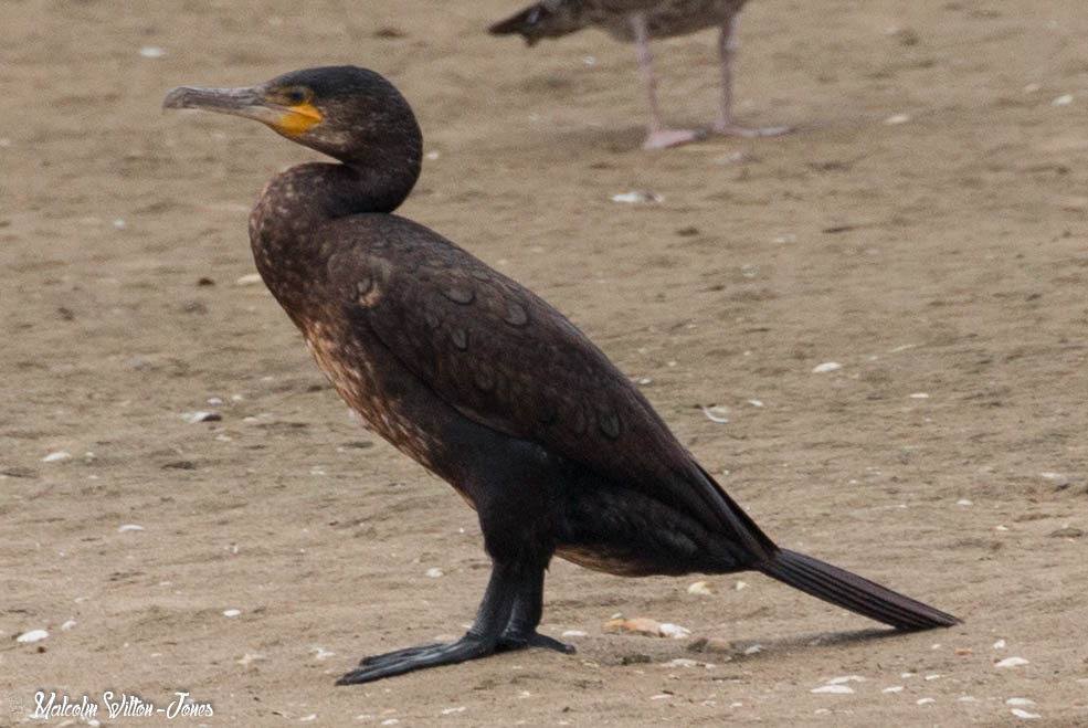 Cormorant