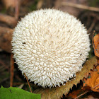 Peeling Puffball