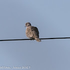 Collared Dove; Tórtola Turca