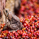 Cane Toad