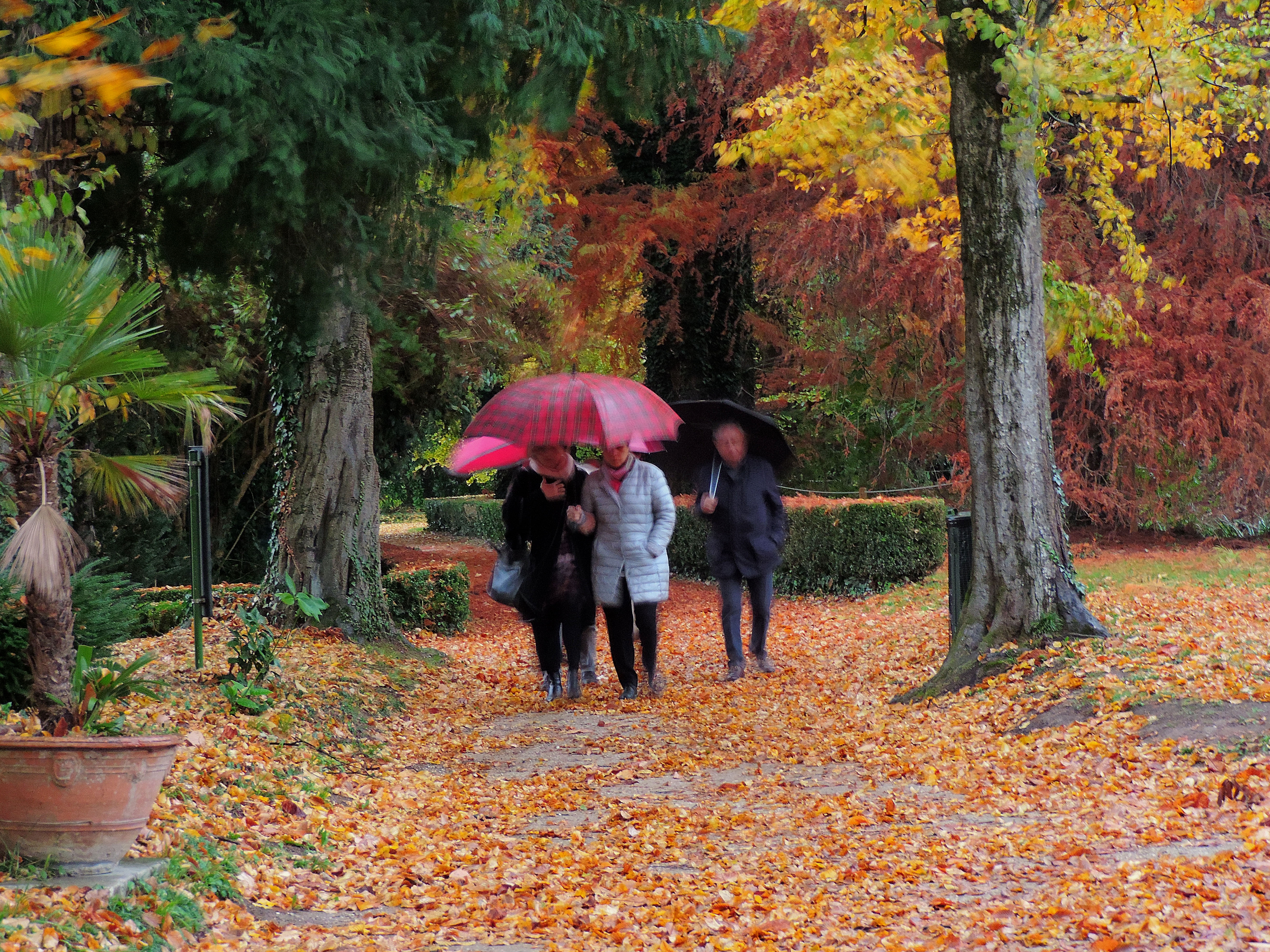 Piove.... ma sono foglie! di renzo brazzolotto