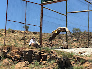 A Cape vulture with a wing tag.